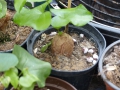 Schildkrötenpflanze Dioscorea elephantipes