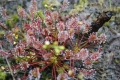 Drosera intermedia, mittlerer Sonnentau