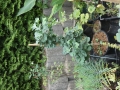 Bild 3 von Ginkgo biloba Troll  50-80cm