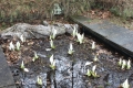 Bild 2 von Lysichitum camtchatcense, weiße Scheincalla