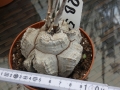 Schildkrötenpflanze Dioscorea elephantipes RB5