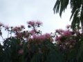 Bild 1 von Albizia julibrissin Ombrella