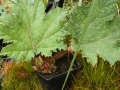 Bild 2 von Gunnera manicata Riesenblatt Mammutblatt