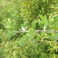 Bild 5 von Argyrocytisus battandieri  Baum-Ginster  Ananasginster