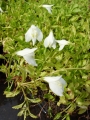 Mazus reptans alba