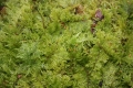 Bild 4 von Thuidium tamariscinum  Thujamoos,Tannenmoos