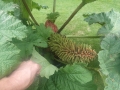 Bild 4 von Gunnera manicata Riesenblatt Mammutblatt Solitär  Nur an Selbstabholer --Keine Lieferung möglich-- 
