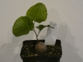 Schildkrötenpflanze Dioscorea elephantipes B08