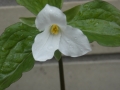 Bild 1 von Trillium grandiflorum  Großblütige Waldlilie