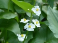 Sagittaria latifolia    Breitblättriges Pfeilkraut