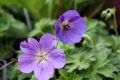 Geranium wallichianum´ Rozanne`   Dauerblüher