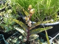 Bild 2 von Epipactis  gigantea Red Leaf