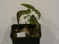 Schildkrötenpflanze Dioscorea elephantipes B12