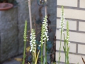 Bild 11 von Spiranthes cernua   Herbstdrehwurz Solitärpflanze