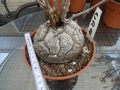 Bild 1 von Schildkrötenpflanze Dioscorea elephantipes UR10