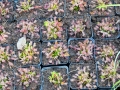 Bild 9 von Drosera rotundifolia, rundblättriger Sonnentau