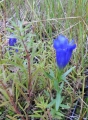 Bild 1 von Gentiana pneumonanthe, Lungenenzian