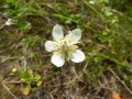 Bild 3 von Parnassia palustris, Sumpfherzblatt