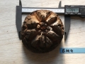Bild 1 von Schildkrötenpflanze Dioscorea elephantipes EM4
