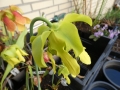 Bild 2 von Sarracenia flava, gelbblütige Schlauchpflanze