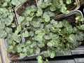 Bild 3 von Korsisches Zimbelkraut   Cymbalaria hepaticifolia