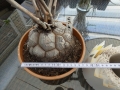 Bild 1 von Schildkrötenpflanze Dioscorea elephantipes 