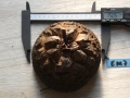 Bild 1 von Schildkrötenpflanze Dioscorea elephantipes EM7