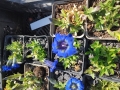 Bild 1 von Gentiana acaulis, stengelloser Enzian