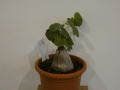 Schildkrötenpflanze Dioscorea elephantipes D7