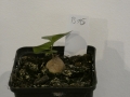 Schildkrötenpflanze Dioscorea elephantipes B16