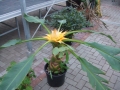 Bild 6 von Musella lasiocarpus Tibetbanane Lotusbanane