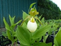 Cypripedium-Hybriden  Kentucky Maxi