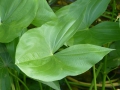 Bild 3 von Sagittaria latifolia    Breitblättriges Pfeilkraut