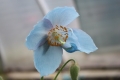 Bild 2 von Meconopsis x sheldonii   Blauer Tibetmohn