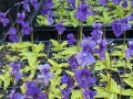 Bild 1 von Pinguicula grandiflora  Großes Fettkraut