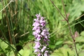 Bild 1 von Dactylorhiza fuchsii, Knabenkraut