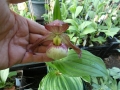 Bild 2 von Cypripedium Hans Erni x Montanum