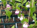 Bild 2 von Cypripedium-Hybriden rosa/weiß