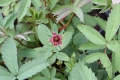 Potentilla palustris, Blutauge