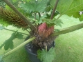 Bild 3 von Gunnera manicata Riesenblatt Mammutblatt Solitär  Nur an Selbstabholer --Keine Lieferung möglich-- 