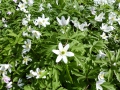 Bild 2 von Anemone nemorosa  Buschwindröschen