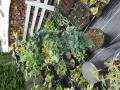 Bild 4 von Ginkgo biloba Troll  50-80cm