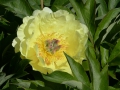 Bild 2 von Paeonia Lutea