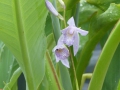Bild 2 von Bletilla striata blue  Japanorchidee