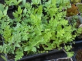 Oenanthe stolonifera  Koreanischer Wasserfenchel  Vietnamesische Petersilie
