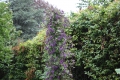 Bild 4 von Rankender Eisenhut Aconitum volubile