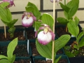 Bild 4 von Cypripedium-Hybriden rosa/weiß