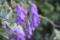 Bild 6 von Rankender Eisenhut Aconitum volubile