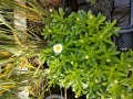 Bild 4 von Nipponanthemum nipponicum „Nippon-Gänseblümchen“ oder „Montauk-Gänseblümchen“