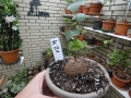Bild 1 von Schildkrötenpflanze Dioscorea elephantipes  K21